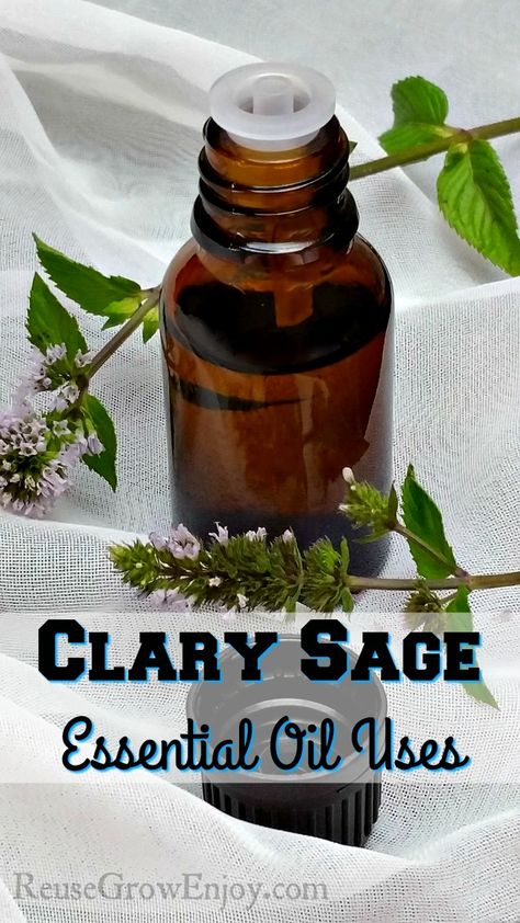 Wondering what Clary Sage Essential Oil is used for? Here are some ways to use it  for Women’s Health and other uses. - Reuse Grow Enjoy Clary Sage Essential Oil Benefits, Sage Essential Oil Benefits, Essential Oil Remedy, Clary Sage Essential Oil, Healing Salves, Oil Remedies, Aroma Therapy, Sage Essential Oil, Essential Oil Benefits