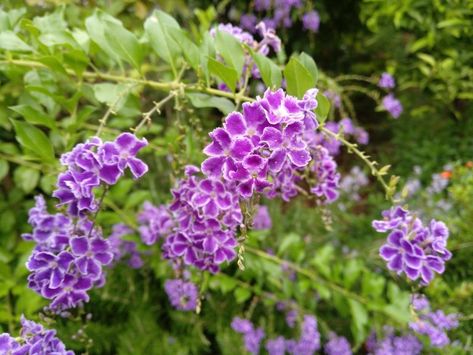 Duranta Erecta, Ornamental Shrubs, Home And Garden, Plants, Color