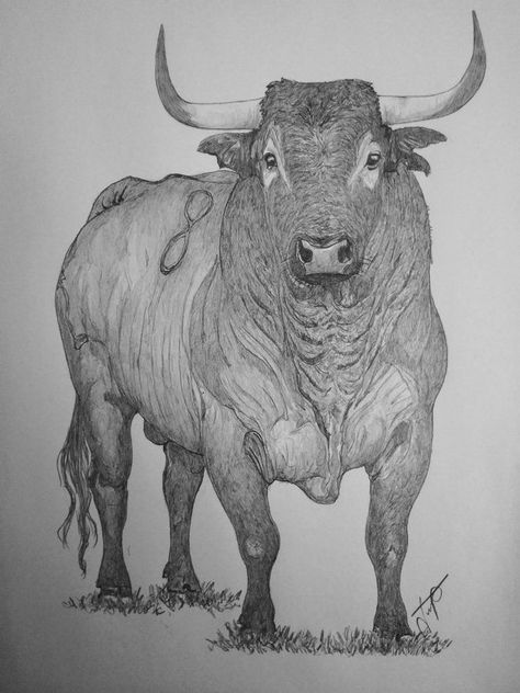 Bull Art Drawing, Bull Sketch, Bull Drawing, Realistic Animal Drawings, Cowboy Artists, Bull Painting, Cow Drawing, Native Tattoos, 8th Grade Art