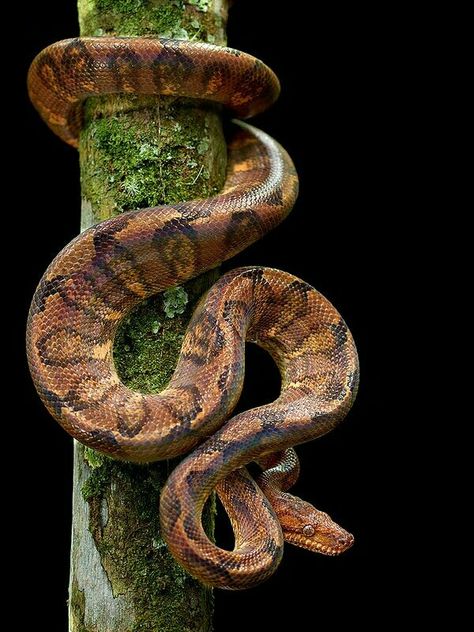 Blomber's Tree Boa (Corallus blombergi) Snake Reference, Tree Snake, Jungle Tattoo, Spiders And Snakes, Snake Photos, Snake Shedding, Colorful Snakes, Snakes And Ladders, Shiny Eyes