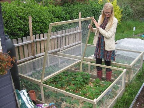 Gardening Strawberries, Strawberry Bed, Strawberry Beds, Garden Cover, Elevated Garden, Raised Vegetable Gardens, Diy Garden Bed, Veg Patch, Strawberry Garden