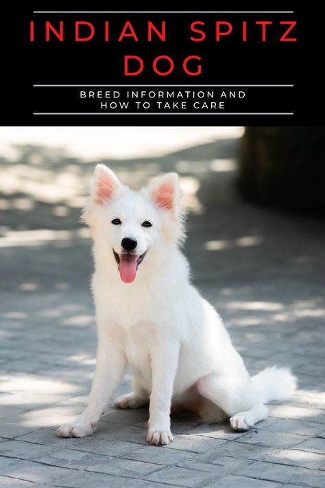 Indian Spitz Price in India 2022. Indian Spitz, Spitz Dog Breeds, Dog Teeth Care, Spitz Puppy, Spitz Dog, Apartment Dogs, Spitz Dogs, Elderly Dogs, Dog Health Tips