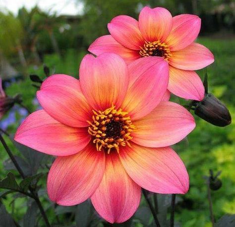 Dahlia "Mystic Fantasy" Garden Gates, Beautiful Blooms, Plants And Flowers, Flower Pictures, Amazing Flowers, Plants Flowers, Love Flowers, Flowers Photography, Garden And Yard