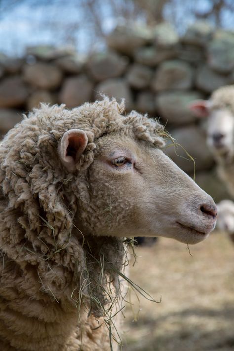 sheep9 Sheep Pictures, Natural Lawn, Salley Mavor, Sheep Head, Baa Baa Black Sheep, Wee Folk, Tattoo Aesthetic, Sheep Breeds, Sheep Art