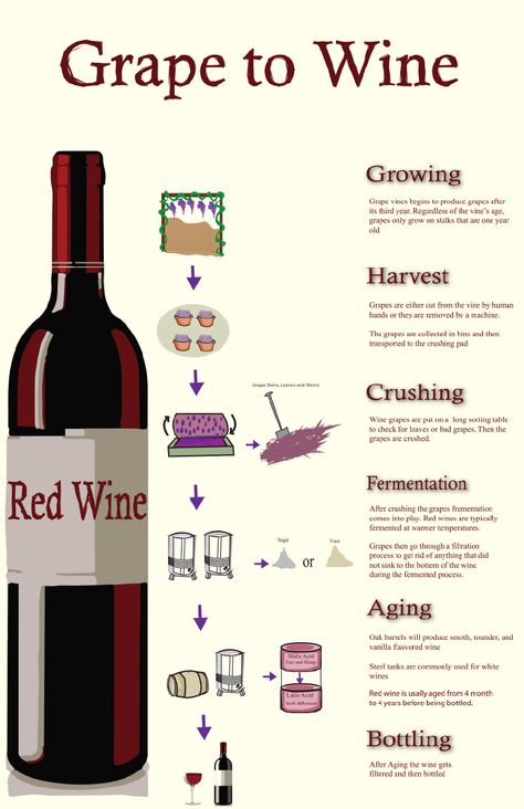 Wine Infographic Design, Wine Vocabulary, Wine Poster Design, Wine For Beginners, Infographic Poster Design, Wine Infographic, Wine Terms, Types Of Red Wine, Wine Basics