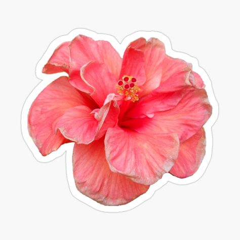 Get my art printed on awesome products. Support me at Redbubble #RBandME: https://www.redbubble.com/i/sticker/Pink-Hibiscus-Flower-by-newtotem/160115035.EJUG5?asc=u Hibiscus Flower Sticker, Hibiscus Sticker, Pink Hibiscus Flower, Pink Hibiscus, Hibiscus Flower, Cool Stickers, Hibiscus Flowers, Hibiscus, My Art