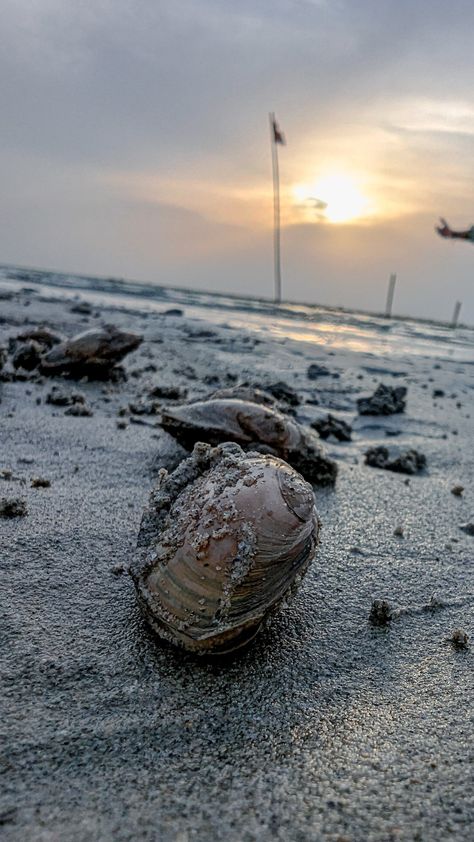 #seashell #river #saryu #ayodhya #sunset Sea Shells, Quick Saves