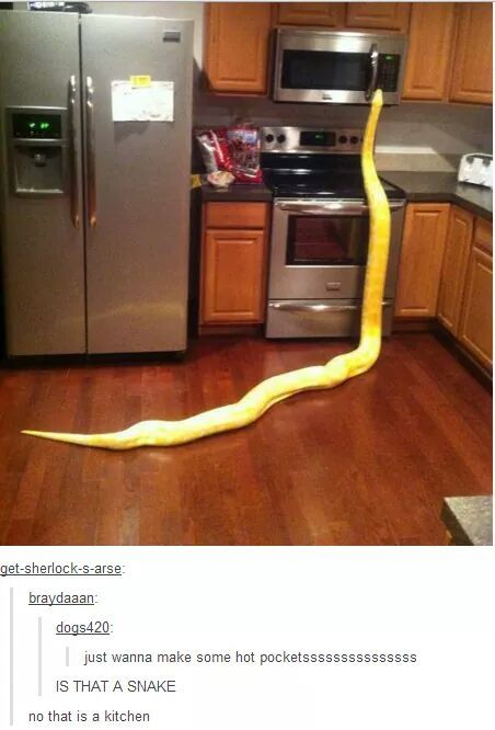 I am that snake. Cute Reptiles, Cute Snake, Funny Animal Photos, A Snake, Funny Animal Memes, Picture Captions, Animal Quotes, Funny Animal Pictures, Fun Quotes Funny