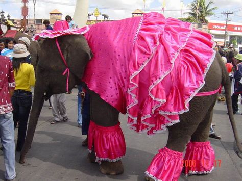 That is one well dressed elephant. Poorly Dressed, Elephant Clothes, Laugh Till You Cry, Elephant Photography, Happy Elephant, Im Fabulous, Animal Fun, Crazy Funny Pictures, Elephant Love