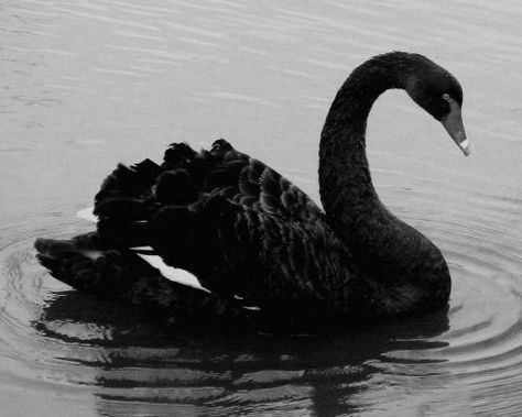 𝒦. on Twitter: "https://t.co/4JGbup527M" / Twitter Swan Song, Weird Dreams, + Core + Aesthetic, Swan Lake, Black N White, Black Swan, Black Aesthetic, Dark Aesthetic, A Black