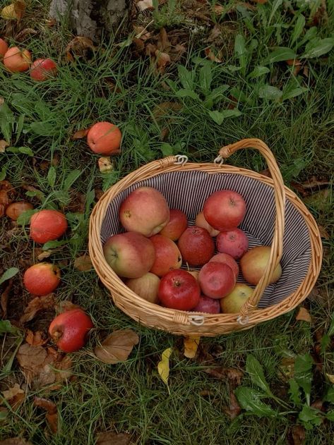 Apple Basket Aesthetic, Apple Picking Basket, Fall Apple Orchard Aesthetic, Fall Apples Aesthetic, Apple Harvest Aesthetic, Apple Autumn Aesthetic, Autumn Healthy Aesthetic, Cottage Fall Aesthetic, Picking Apples Aesthetic