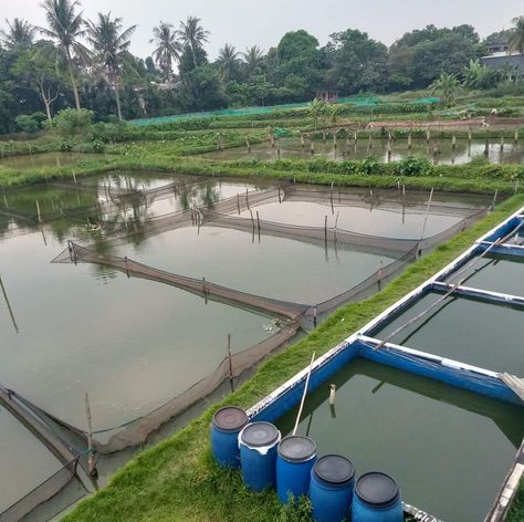 Fish Farming Ideas, Fish Farming Ponds, Aqua Farm, Pond Covers, Fish Farm, Aquaponics Fish, Aqua Culture, Cattle Ranch, Farming Business