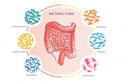 Best Probiotic, Flora Intestinal, Gut Flora, Low Fodmap Diet, Fodmap Diet, Gut Microbiome, Colon Cleanse, Graphic Editing, Book Projects