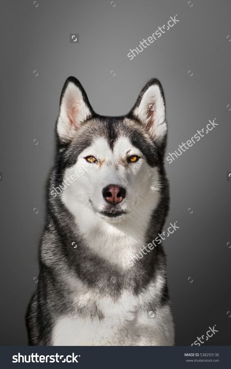 Beauty dog posing Husky Portrait, Dog Posing, Zendaya Hair, Wolf Husky, Dog Poses, My Husky, Snow Dogs, Husky Dogs, Dog Sledding