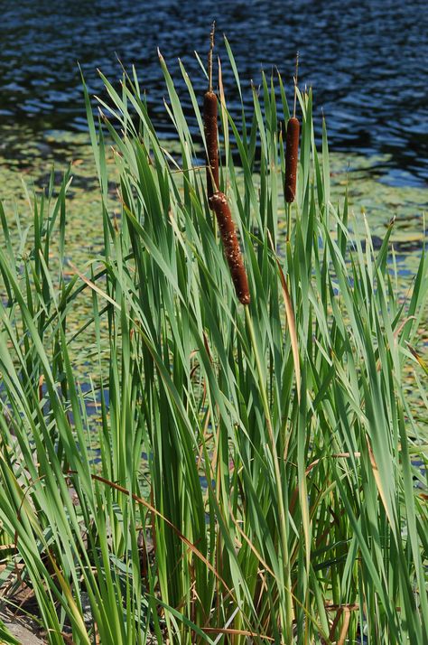 Broadleaf Cattail, Typha Latifolia, Burning Forest, Australian Natives, Natural Pond, Water Nymphs, Wild Grass, Celtic Tree, Flower Spike