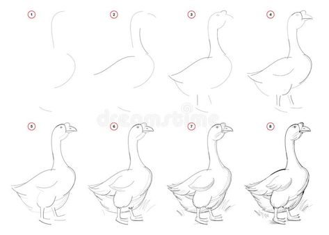 How to draw from nature step by step sketch of goose on farm. Creation step-wise pencil drawing. Educational page for artists. vector illustration How To Draw A Goose, Goose Sketch, Goose Drawing, Step By Step Sketches, Beginner Drawing Lessons, Pencil Drawing, Pencil Drawings For Beginners, Butterfly Art Painting, Nature Sketch