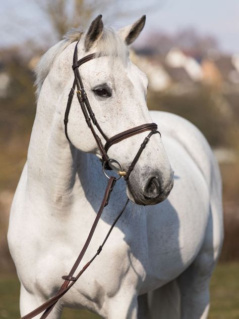 Fleabitten Horse, Horse Facts, Beautiful Horse Pictures, Horse Inspiration, Horse Dressage, Cowgirl And Horse, Grey Horse, Majestic Horse, Horse Crazy