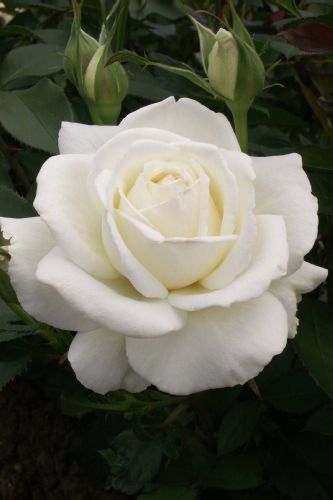 ~Rosa 'Douce Blanche' (unknown origins) Floribunda Roses, Photo Rose, Heirloom Roses, White Plants, Shrub Roses, Growing Roses, Hybrid Tea Roses, Outdoor Flowers, Planting Roses