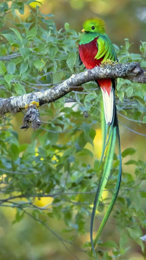 Quetzal Art, Quetzal Tattoo, Quetzal Bird, Resplendent Quetzal, Most Beautiful Birds, Exotic Bird, Rare Birds, Unusual Animals, Cool Animals