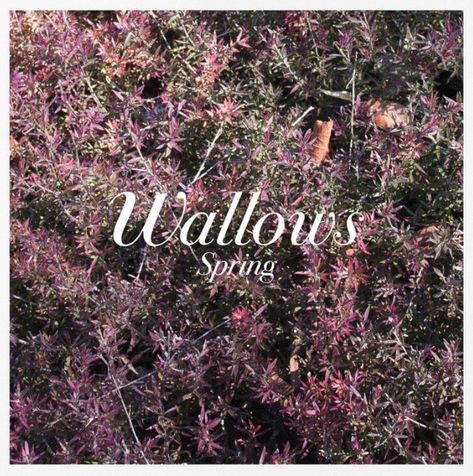 “Spring EP” - Wallows, 2018. The Flaming Lips, Spring Music, Cool Album Covers, Film Pictures, Music Album Covers, Picture Collage Wall, Vinyl Music, Music Album Cover, Maroon 5