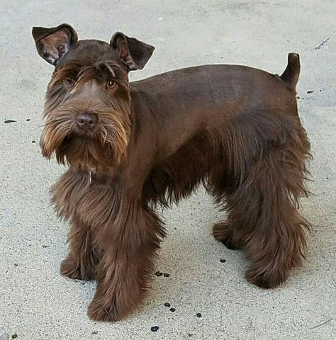 Liver Schnauzer Puppy, Liver Schnauzer, Schnauzer Brown, Brown Schnauzer, Chocolate Schnauzer, Schnauzer Breed, Schnauzer Grooming, Schnauzer Mix, Schnauzer Art