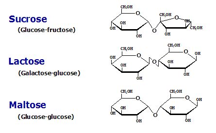 Carbohydrates- Monosaccharides, Disaccharides, Polysaccharides Carbohydrates Biology, Sensible Quotes, Biology Revision, A Level Biology, Revision Guides, Chemical Bond, Biology Facts, Water Molecule, Biology Notes