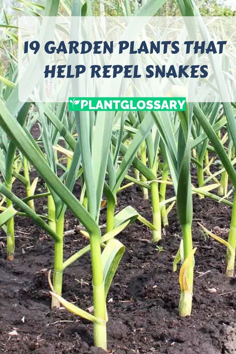 If you’re looking for natural ways to keep snakes out of your garden, certain plants can be highly effective. This article highlights 19 snake-repellent plants that can help create a snake-free environment. Learn about the characteristics of each plant and how they work to deter snakes. By adding these plants to your garden, you can enjoy a safer and more comfortable outdoor space. Snake Free Landscaping, Crawling Plants Outdoor, Snake Repellant Plants, Snake Repellant, Snake Repellent, Society Garlic, Ornamental Garden, Repellent Plants, Insect Repellent