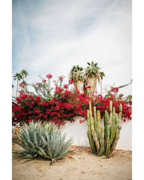 California Cactus Garden, Tropical Garden California, Palm Springs Plants, Palm Springs Cactus, California Desert Landscaping, Palm Springs Desert Landscape, Palm Springs Yard, Cactus Backyard, Desert Garden Landscaping