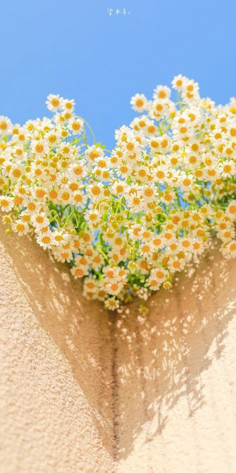 Cute Spring Wallpaper Iphone Aesthetic, Spring Mood Board Inspiration, Chamomile Flowers Aesthetic, Daisy Aesthetic Wallpapers, Daisy Flower Aesthetic Wallpaper, Spring Phone Wallpaper Aesthetic, Yellow Spring Aesthetic, Yellow Daisy Wallpaper, Daisy Wallpaper Aesthetic