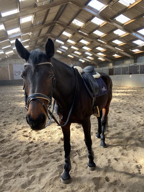 Dark Brown Horse Aesthetic, Brown Horse Aesthetic, Dark Brown Horse, Amazing Amy, Casual Country Outfits, Cute Horse Pictures, Equestrian Aesthetic, Bay Horse, Horse Aesthetic