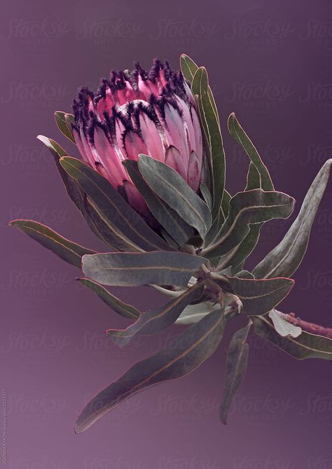 Flower On White Background, Protea Art, Australian Flowers, Protea Flower, Australian Native Flowers, Australian Plants, Australian Native Plants, Australian Flora, Real Touch Flowers