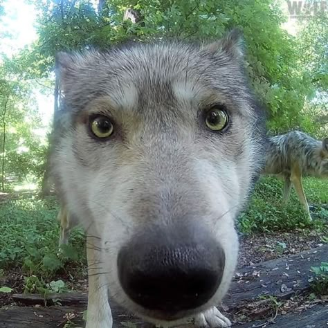 (59) WOLVES🐾 on Tumblr Pretty Animals, Silly Dogs, A Wolf, Wolf Dog, Silly Animals, Arte Fantasy, Cute Creatures, Cute Little Animals, Spirit Animal