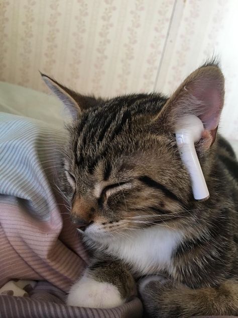 Stressed Cat, Cat With Headphones, Cat Music, Cat Obsession, Im So Happy, Silly Cats Pictures, Curious Cat, Cat Icon, Feline Animals