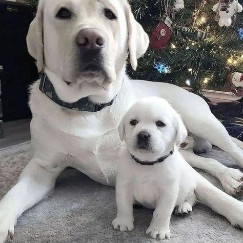 Once They Love, They Love Steadily,Unchangeingly,Till Their Last Breath Labrador Mom, Yellow Labs, Last Breath, Yellow Lab, Best Dogs, Mom And Dad, Labrador Retriever, Labrador, Lab