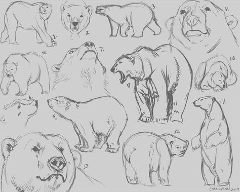 Polar Bear Drawing Reference, Bear Poses Reference, Bear Drawing Reference, Bear Drawing Sketches, Bear Reference, Bear Character Design, Polar Bear Drawing, Bear Sketch, Polar Bear Art