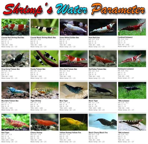 Water Parameters Needed For Shrimp Breeding: Temperature, KH, pH Neocaridina Shrimp, Shrimp Breeding, Red Cherry Shrimp, Beautiful Tropical Fish, Aquarium Shrimp, Big Aquarium, Cherry Shrimp, Tropical Freshwater Fish, Shrimp Tank