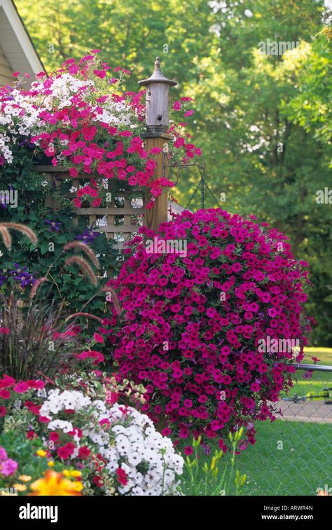 Download this stock image: HANGING BASKETS OF WAVE AND TIDAL WAVE PETUNIAS AND CLIMBING CLEMATIS NEARLY COVER A GARDEN FENCE IN MIDWESTERN U.S. GARDEN - ARWR4N from Alamy's library of millions of high resolution stock photos, illustrations and vectors. Minnesota Garden, Climbing Clematis, Wave Petunias, Clematis Plants, Fountain Grass, Potato Vines, White Plants, Covered Garden, Tidal Wave