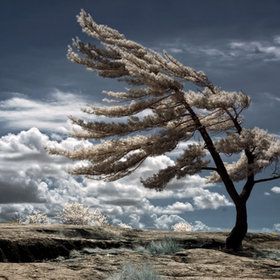 Blowin' In The Wind, Infrared Photography, Lone Pine, Blowing In The Wind, Tree Hugger, Nature Tree, Windy Day, Sky And Clouds, Beautiful Tree