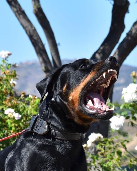 Angry Dog Reference, Rottweiler Scary, Rottweiler Dog Angry, Angry Rottweiler, Rottweiler Tattoo, German Rottweiler, Angry Dog, Scary Dogs, Dangerous Dogs