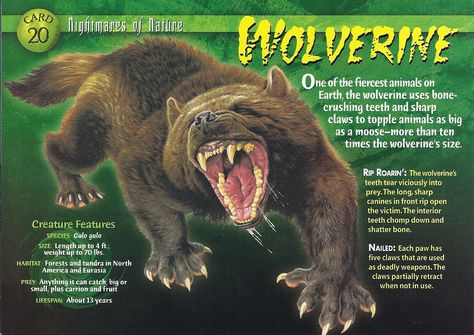 This has a common trading card and a Titanium Power card. Wolverine Animal, Nemean Lion, Fierce Animals, The Boogeyman, Supernatural Power, Wild Creatures, Creature Feature, Mythological Creatures, Weird Creatures