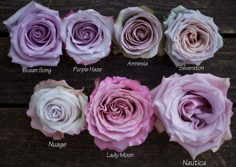 Wedding Flowers Purple, Sterling Roses, Mauve Roses, Colored Roses, Rose Belle, Rose Varieties, Purple Peonies, Color Study, Types Of Roses