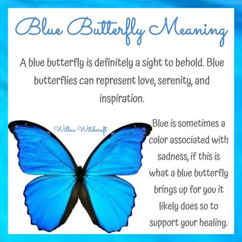 Willow Witchcraft Blue Butterfly Symbolism Meaning, Blue Butterfly Spiritual Meaning, Butterfly Symbolism Meaning, Blue Butterfly Meaning, Butterfly Spiritual Meaning, Butterfly Spiritual, Small Blue Butterfly, Butterfly Symbolism, Butterfly Meaning