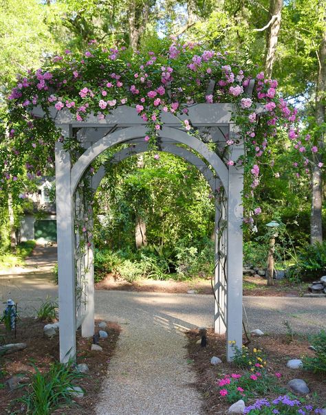 Hi Everyone,   Recently I received an email from a reader who had been Googling the "Shade tolerance of Peggy Martin roses."   This person w... Katrina Rose, Peggy Martin Rose, Picking Garden, Easy Garden Ideas Landscaping, Martin Rose, Garden Walkways, Plant Palette, Rose Garden Landscape, Garden Prepping