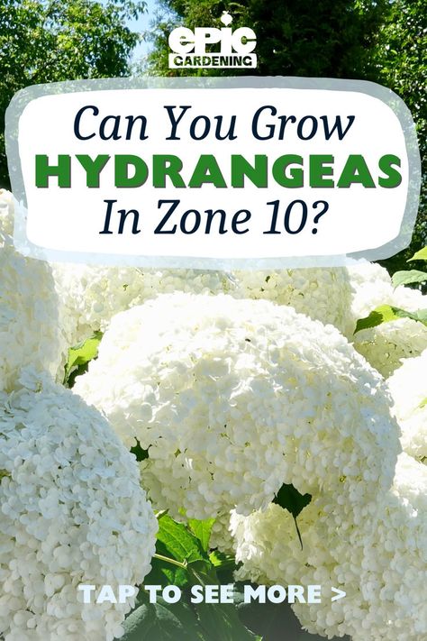 Big beautiful, white hydrangeas in a sunny garden Watering Hydrangeas, Best Perennials For Shade, Hydrangea Varieties, Bigleaf Hydrangea, Handle The Heat, Panicle Hydrangea, Climbing Hydrangea, Zone 10, Growing Hydrangeas