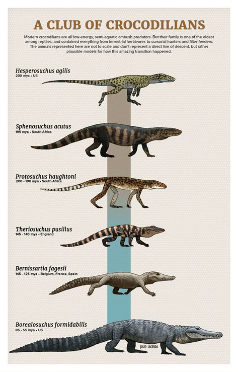 Tumblr Artist, PaleoArt, Creates Beautiful Animal Evolution Series (22 Species) - I Can Has Cheezburger? Prehistoric Animals Dinosaurs, Prehistoric Wildlife, Prehistoric Dinosaurs, Prehistoric World, Ancient Animals, Paleo Art, Extinct Animals, Dinosaur Fossils, Dinosaur Art