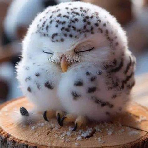 Baby Animals Pictures, About Animals, Animal Facts, Baby Owls, Cute Wild Animals, Cute Animal Photos, Cute Animal Pictures, Happy Animals, Cute Birds