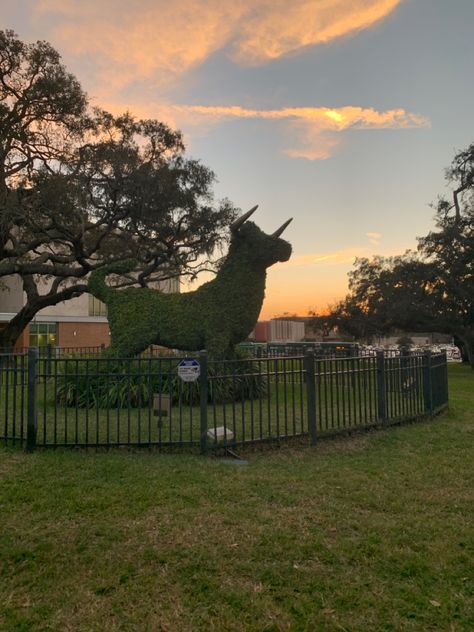 Usf Football, Environmental Science Major, Florida Wallpaper, Vision Collage, Leaf Sculpture, Usf Bulls, College Aesthetic, University Of South Florida, Dream College