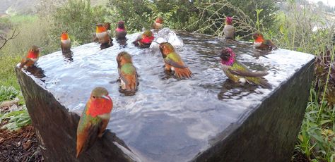 Allen's and Anna's Hummingbirds Hummingbird Bath Fountain, Diy Hummingbird Bath, Hummingbird Fountain Bath, Bird Water Fountain, Hummingbird Bath, Hummingbird Bird Bath, Hummingbird Fountain, Backyard Nature, Backyard Birds Watching