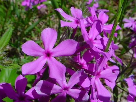 Phlox pilosa - downey phlox Tennessee Wildflowers, Iowa Wildflowers, Pink Phlox Flower, Phlox Paniculata Blue Paradise, Greenhouse Glass, Phlox Pilosa, Phlox Blue Paradise, Purple Foxglove, Sleeve Inspiration