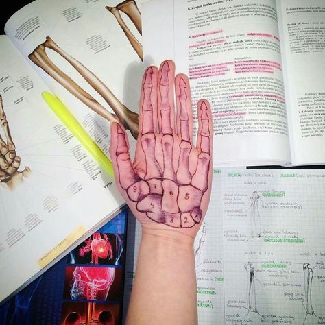 Surface Anatomy, Muscles Anatomy, Bone Hand, Studying Medicine, Medicine Notes, Medical School Life, Medicine Studies, Basic Anatomy And Physiology, Anatomy Physiology